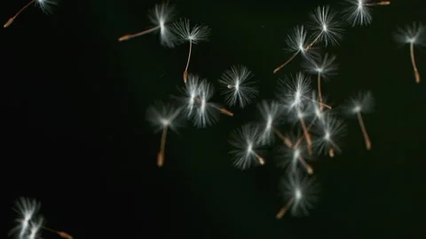 Dandelion Seeds Being Blown Stock Footage 154936686