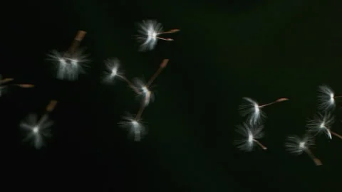 Dandelion Seeds Being Blown Stock Footage 156747515