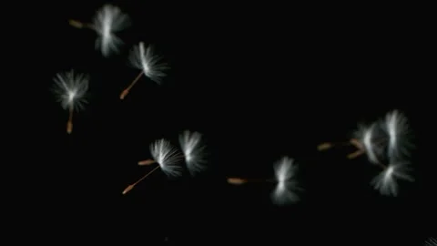 Dandelion Seeds Being Blown Video stock 253178284
