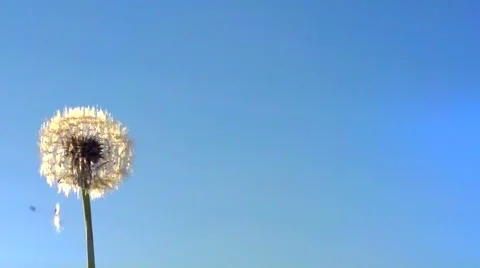 Dandelion seeds being blown in the wind against the blue sky. Video stock 55632991