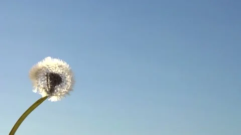 Dandelion seeds being blown in the wind. Stock-Footage 55632993