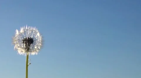 Dandelion seeds being blown in the wind. Stock-Footage 55632996