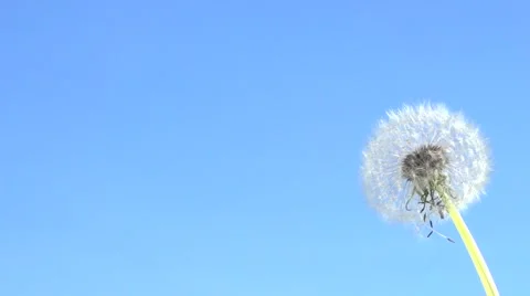 Dandelion seeds being blown in the wind. Video stock 56050552