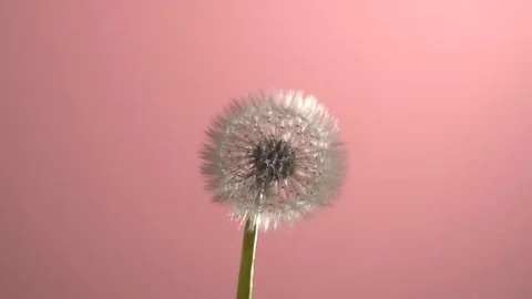 Dandelion seeds being blown in the wind. Video stock 70399206