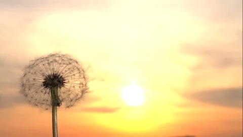 Dandelion seeds being blown in the wind. Blowing Dandelion Seeds. Video stock 75057111