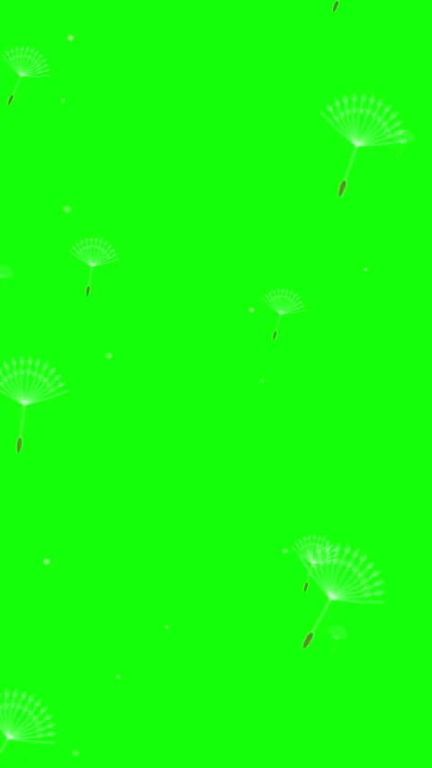 Dandelion seeds blowing animation floating on green screen background 動画素材 346644614