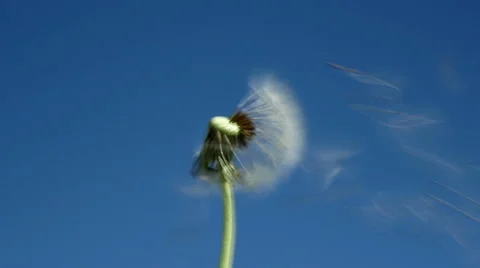 Dandelion seeds blowing away, slow motion Stock Footage 49741237