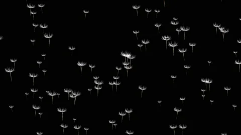 Dandelion seeds blowing on black background. Dandelion seeds flying Stock-Footage 229979073