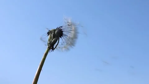 Dandelion Seeds Blowing in the Wind Stock Footage 279312718