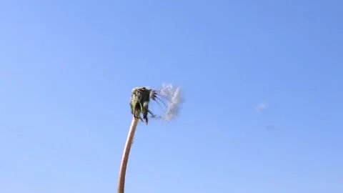 Dandelion Seeds Blowing in the Wind Stock Footage 279312727