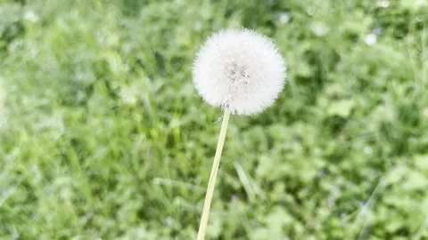 Dandelion seeds blowing in the wind Stock Footage 333516019