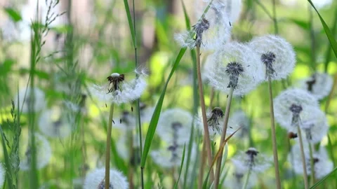Dandelion Seeds Blowing In Wind Slow Motion Meadow Stock Footage 344051113