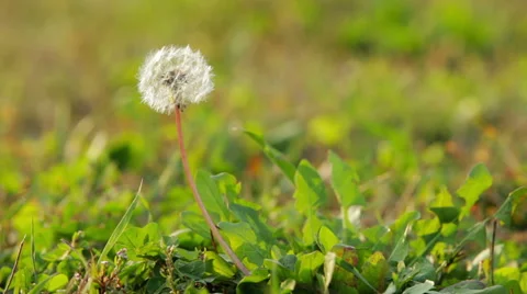 Dandelion seeds blown in the breeze Stock Footage 55550460