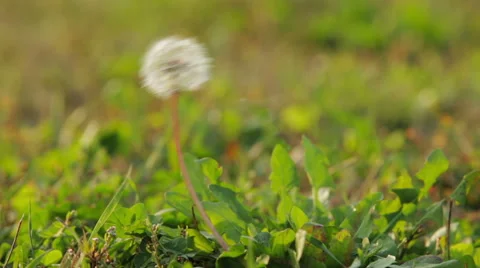 Dandelion seeds blown in the breeze Stock Footage 56019276