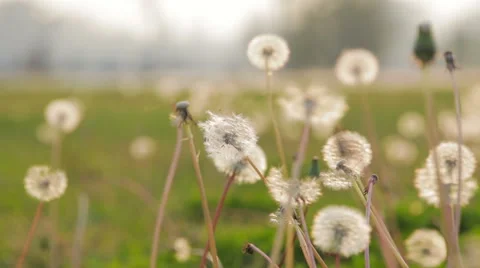 Dandelion seeds blown in the breeze Stock Footage 56019424