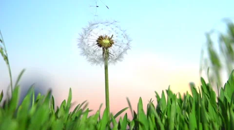 Dandelion seeds blown up by the wind. 스톡 동영상 55041823