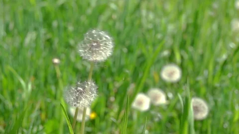 Dandelion Seeds Blown in the Wind. Stockbeeldmateriaal 75660079