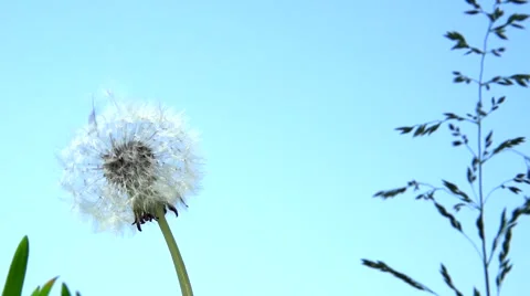 Dandelion seeds blown up by the wind. Slow motion 240 fps. Video stock 55040150