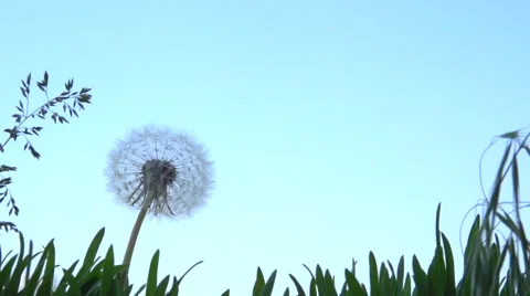 Dandelion seeds blown up by the wind. Slow motion 240 fps. Video stock 56768752