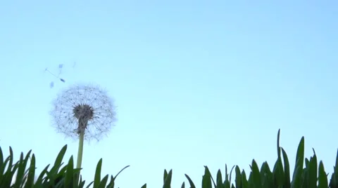 Dandelion seeds blown up by the wind. Slow motion 240 fps. Video stock 56768754