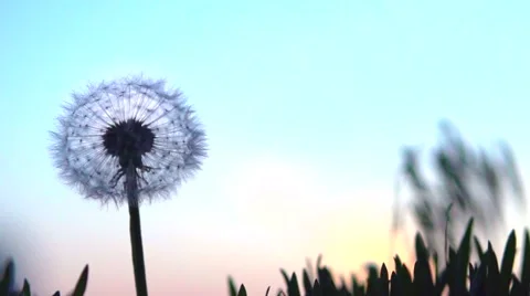 Dandelion seeds blown up by the wind. Slow motion 240 fps. Video stock 56768835