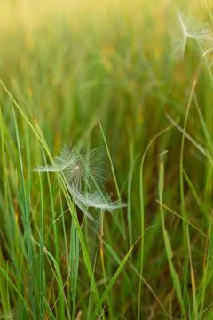 Dandelion seeds caught in the grass in the rays of the setting sun Stock Photos