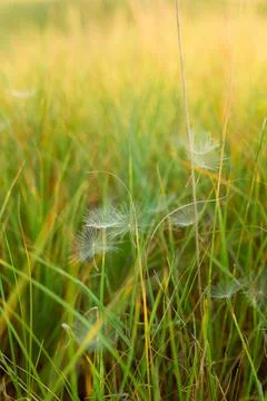 Dandelion seeds caught in the grass in the rays of the setting sun Stock-Fotos