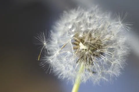 Dandelion seeds close-up Stock Photos