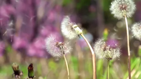Dandelion Seeds Drifting and Floating Freely Through the Open Air Stock Footage 341912814
