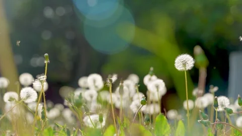 Dandelion seeds drifting in the wind during a summer afternoon in the meadow Stock Footage 342106857
