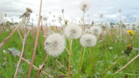 Dandelion seeds dropping by strong winds Stock Footage 341862349