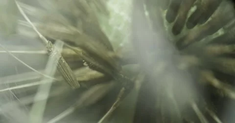 Dandelion seeds extreme microscope close-up 스톡 동영상 293796434