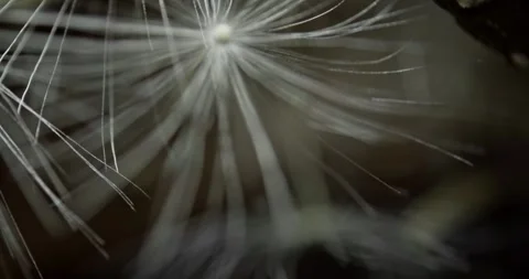 Dandelion seeds extreme microscope close-up 스톡 동영상 293797564