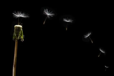 Dandelion Seeds Float Away Foto stock