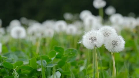 Dandelion seeds floating in slow motion over a meadow Stock Footage 130335173