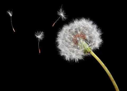 Dandelion seeds floating on the wind Stock Photos