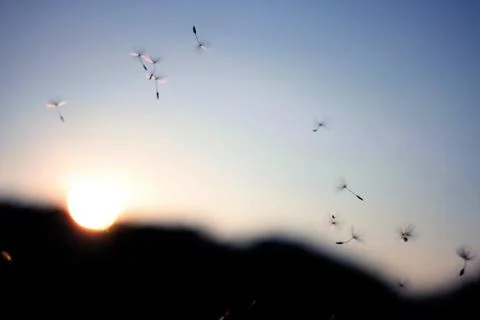 Dandelion seeds floating_Still Stock Photos