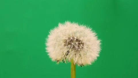Dandelion seeds fly away on a background green screen, slow motion Stock Footage 241435264