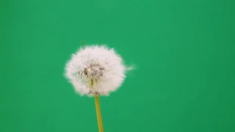 Dandelion seeds fly away on a background green screen, slow motion Stock Footage 241435667