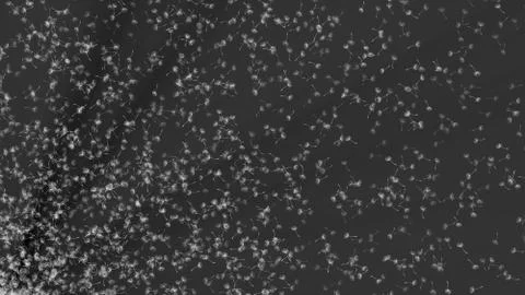 Dandelion seeds fly in space Stock Illustration