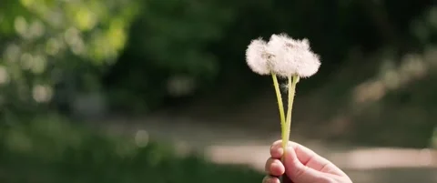 Dandelion seeds flying after being blown in park Stock Footage 323933113