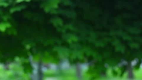 Dandelion seeds flying through green nature background, Stock Footage 332410830