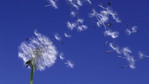 Dandelion seeds flying in the wind Stock Footage 253802568