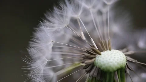 Dandelion Seeds Stock Footage 130377943