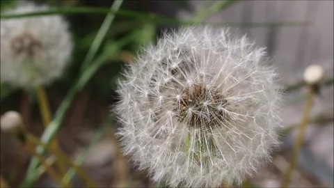 Dandelion seeds Stock Footage 131912645