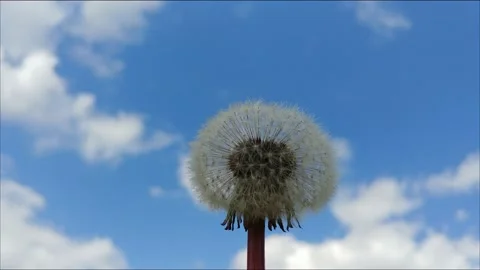 Dandelion Seeds. Video stock 155281855