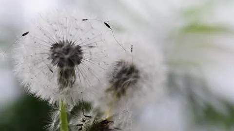 Dandelion seeds. Stock Footage 188782606
