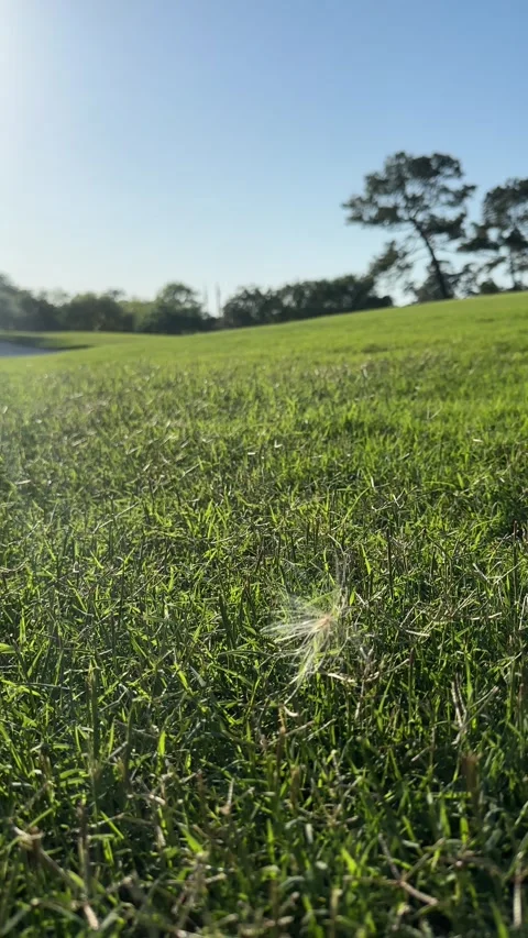 Dandelion seeds gently drift across sunny meadow on a tranquil day Stock Footage 320851420