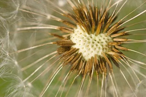 Dandelion seeds in heart pattern Fotos de archivo
