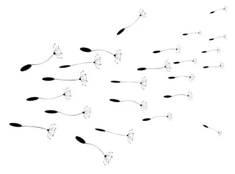 Dandelion seeds Stock Illustration